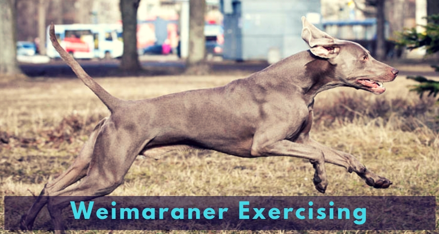 Weimaraner Exercising