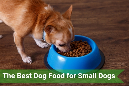 The Best Dog Food for Small Dogs