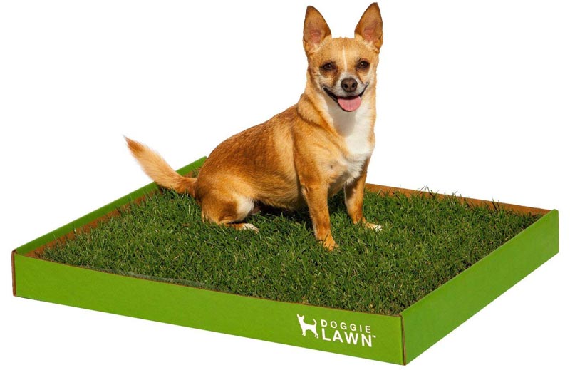 DoggieLawn Real Grass Dog Potty