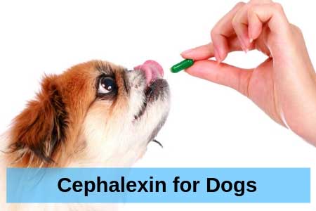 Cephalexin for Dogs