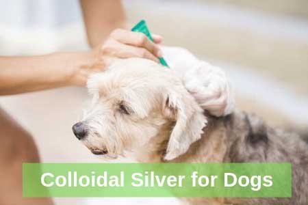 Colloidal Silver for Dogs