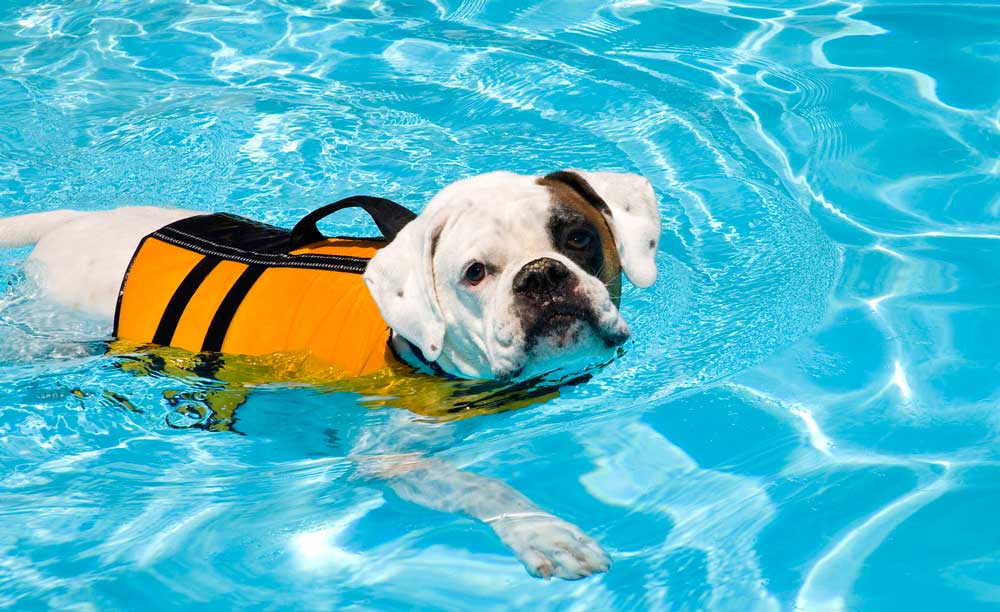 How the Ruffwear Life Jacket Can Help Your Dog