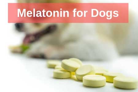 Is Melatonin Safe For My Dog?