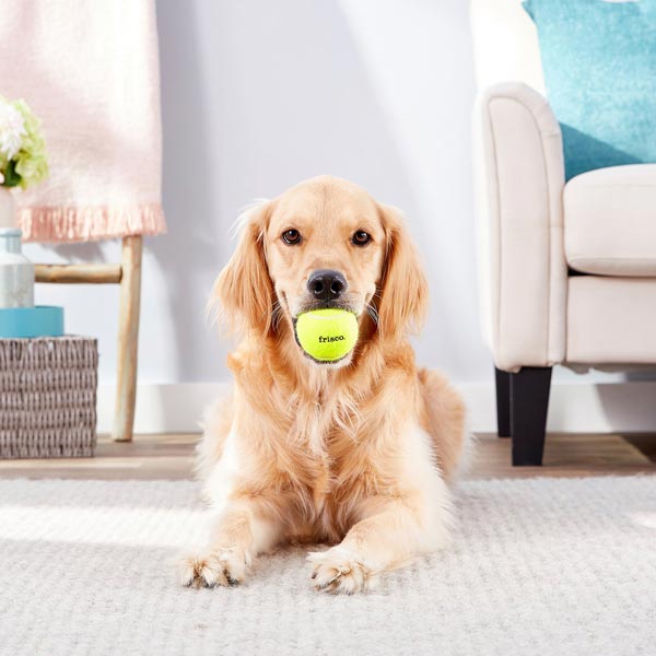 Frisco Fetch Squeaking Tennis Ball Dog Toy