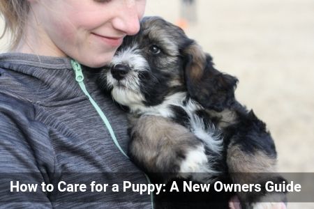 How to Care for a Puppy A New Owners Guide