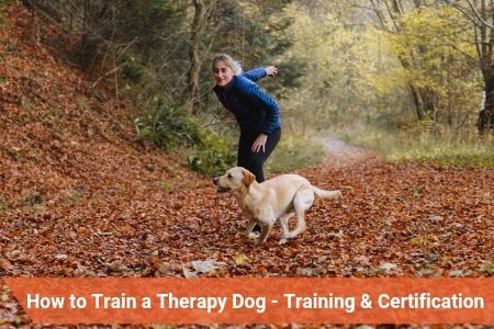How to Train a Therapy Dog – Training & Certification