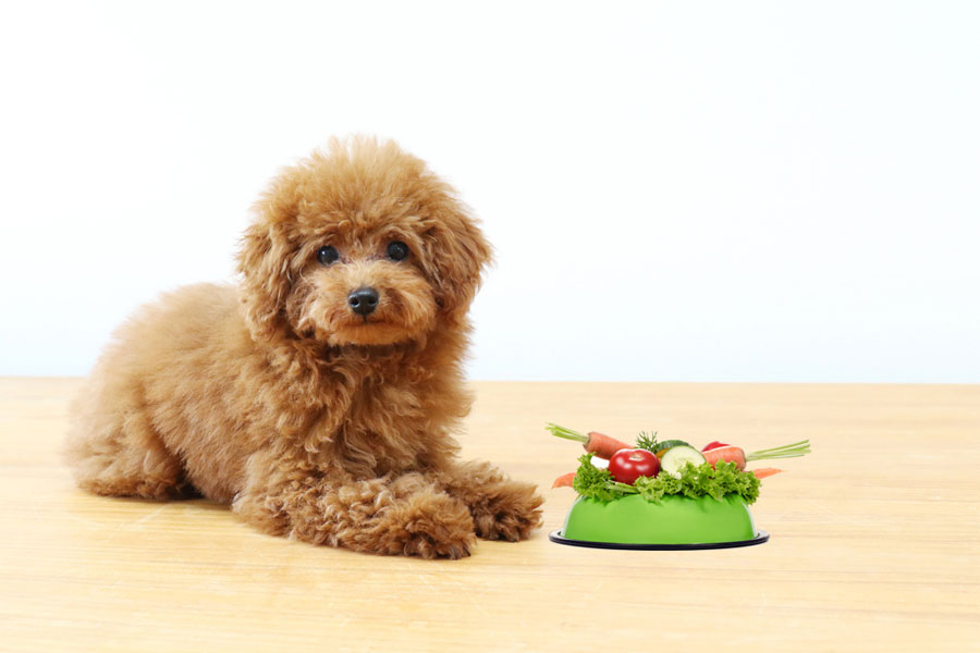 Nutrition for a New Puppy