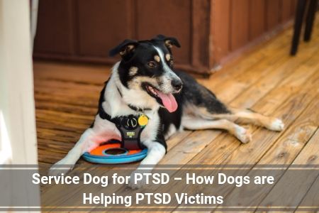 Service Dog for PTSD – How Dogs are Helping PTSD Victims