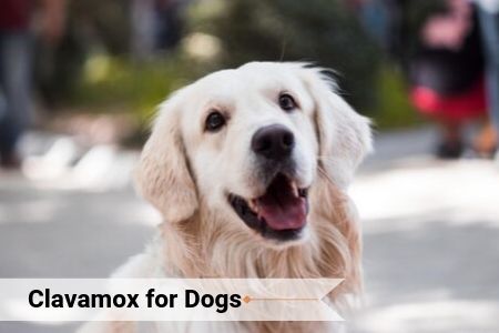 what does clavamox treat in dogs