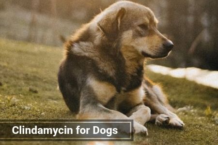 Clindamycin for Dogs