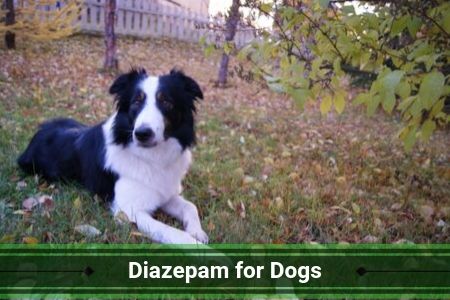 Diazepam for Dogs