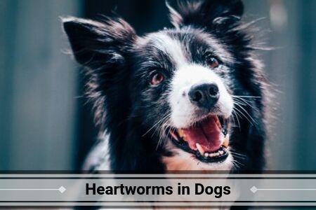 Heartworms in Dogs