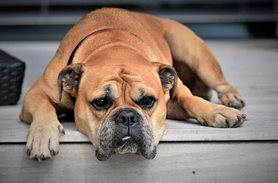 Liver Damage in Dogs Using Phenobarbital Long-term