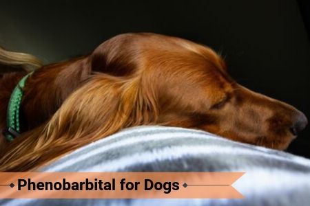 Phenobarbital for Dogs