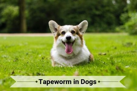 Tapeworm in Dogs