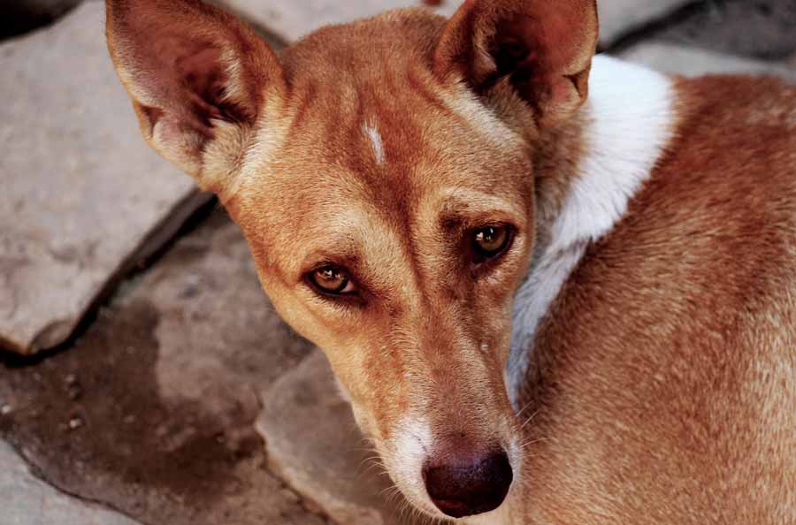 What are the Side Effects of Phenobarbital in Dogs