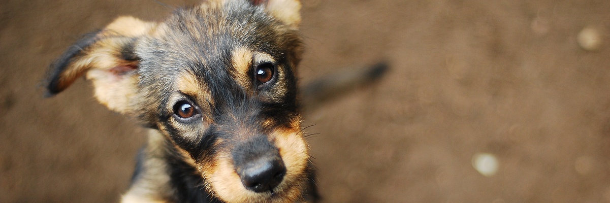 Top 5 Dog Adoption Tips