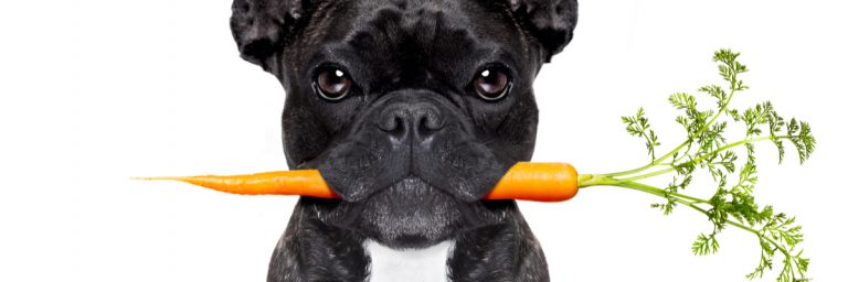 Are Steroids Safe For Dogs? | Therapy Pet