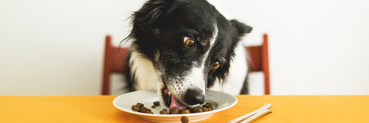 Best Diet for Dogs That Are Service Animals