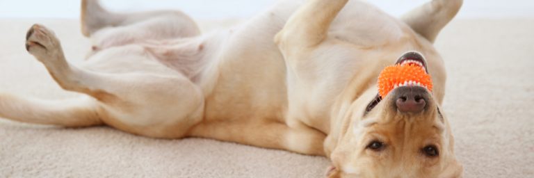 Can Dogs Sense Depression Therapy Pet
