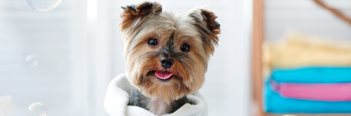 Can A Landlord Deny An Emotional Support Animal Therapy Pet
