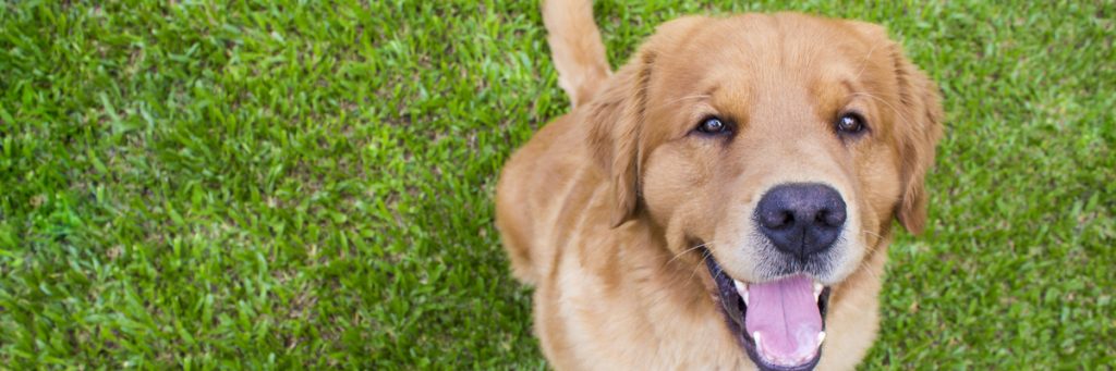 does-insurance-cover-a-service-dog-therapy-pet