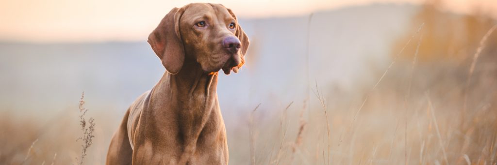 How Do You Qualify For An Emotional Support Animal