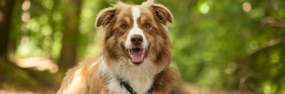 How Much Is To Certify A Therapy Dog Therapy Pet